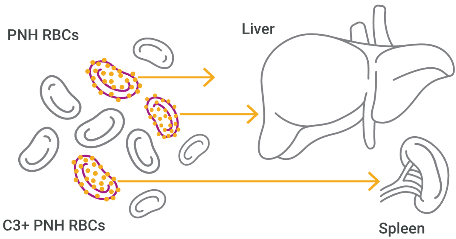 Extravascular hemolysis visualization in liver and spleen